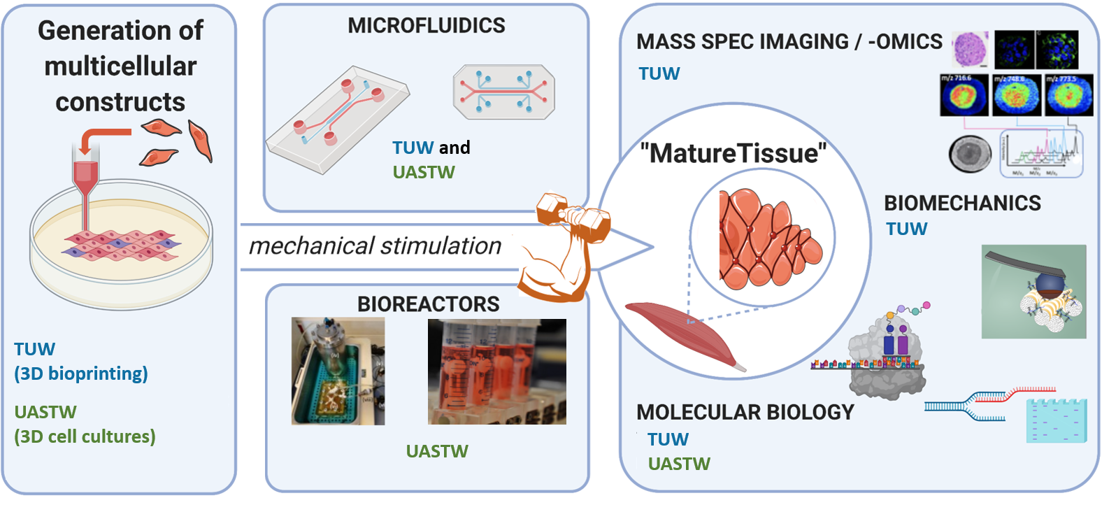 overview mature tissue